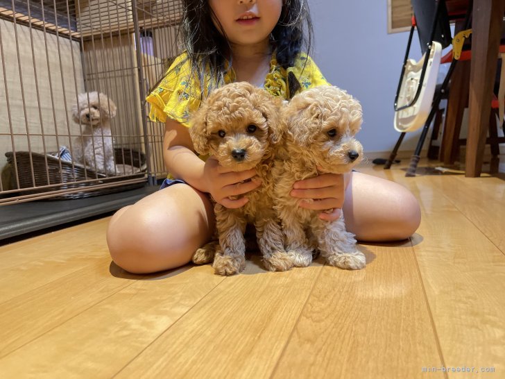 子供もいますので小さい子供さんにも慣れてる子犬達です。｜谷口　樹里(たにぐち　じゅり)ブリーダー(佐賀県・トイプードル・JKC登録)の紹介写真5