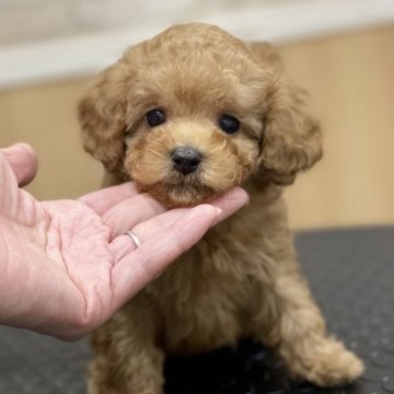 トイプードル(ティーカップ)【佐賀県・男の子・2023年10月22日・アプリコット】の写真「小さくて顔立ちが整ったとっても可愛い子です♡」