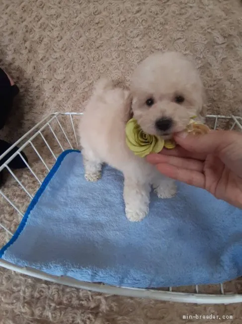 さくら 様のお迎えした子犬