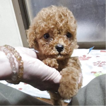 トイプードル(トイ)【岡山県・男の子・2025年2月23日・レッド】の写真「可愛いくなってきました」