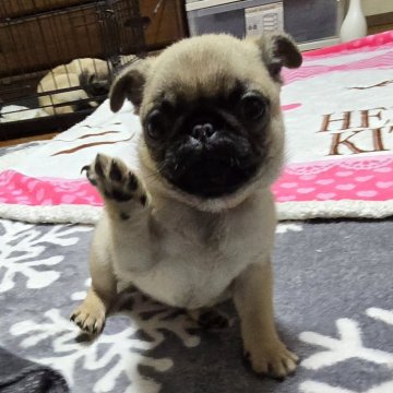 パグ【岡山県・女の子・2024年8月6日・フォーン】の写真「見学後お迎えできます」