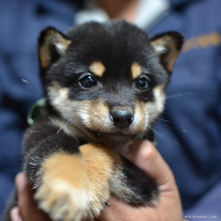 在庫処分セール 小柴豆柴様 柴犬・極小豆柴・豆柴ブリーダー東京