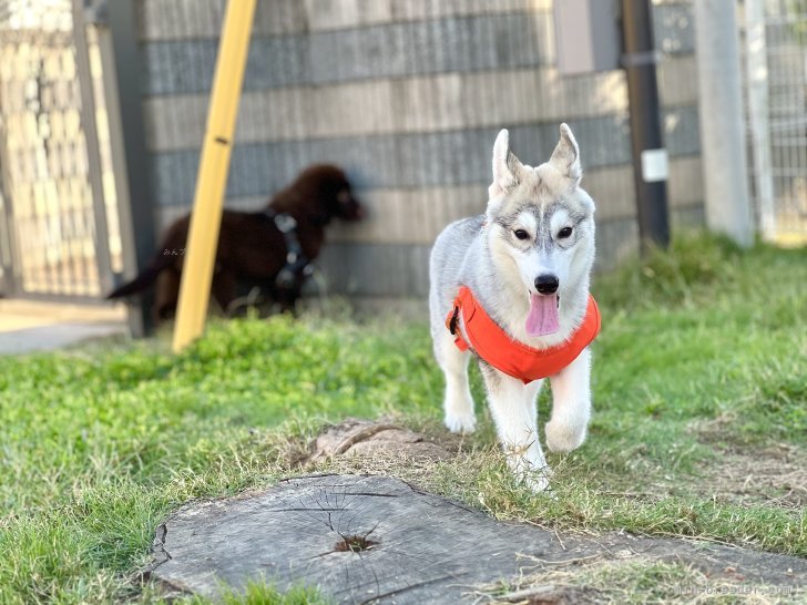 新井　麻紗子(あらい　まさこ)ブリーダー(群馬県・グレートピレニーズなど・JKC登録)の紹介写真9