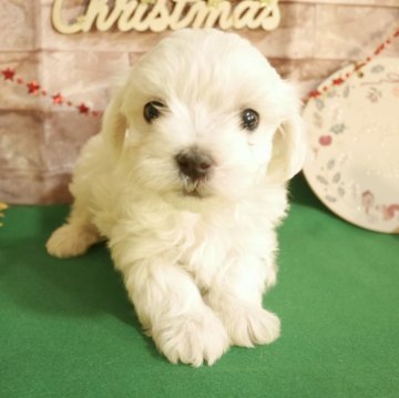 マルチーズ【群馬県・女の子・2023年10月29日・ホワイト】の写真「クリスマスお迎え可能🎄4兄弟の唯一の女の子🩷」