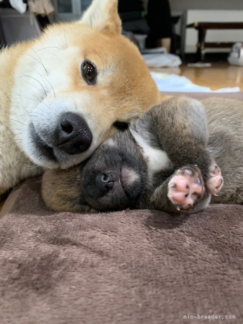 近内　清(こんない　きよし)ブリーダー(福島県・柴犬など・日本犬保存会登録)の紹介写真2