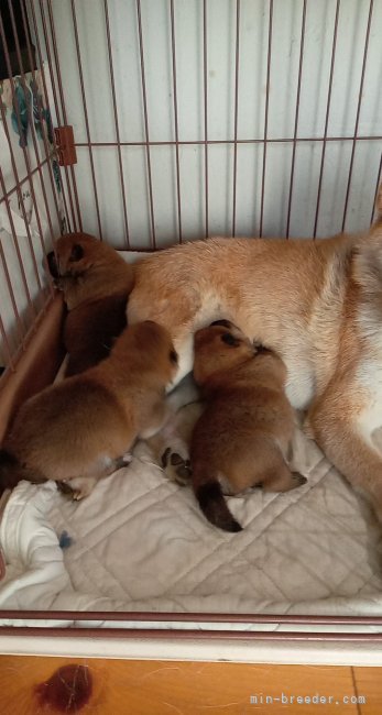 近内　清(こんない　きよし)ブリーダー(福島県・柴犬など・日本犬保存会登録)の紹介写真3