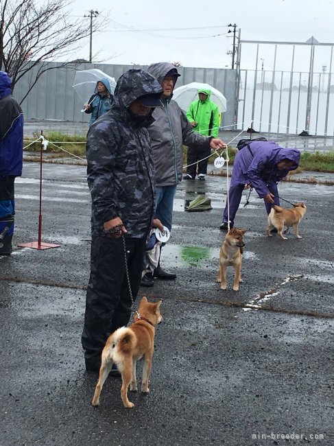 近内　清(こんない　きよし)ブリーダー(福島県・柴犬など・日本犬保存会登録)の紹介写真4