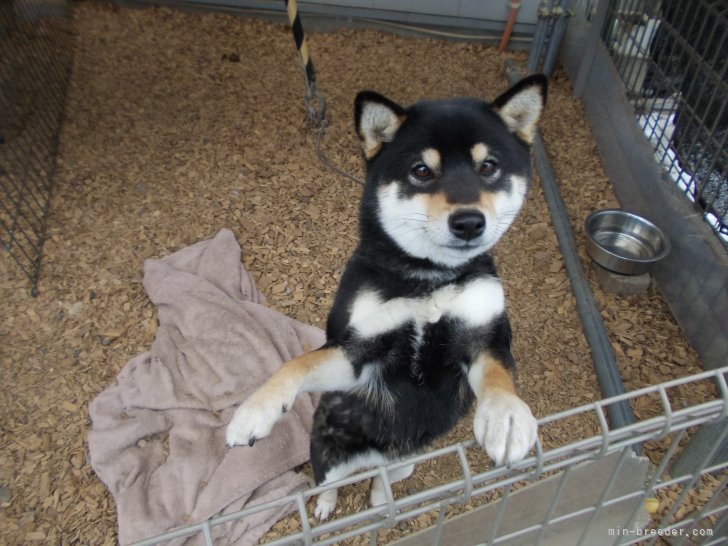 近内　清(こんない　きよし)ブリーダー(福島県・柴犬など・日本犬保存会登録)の紹介写真5