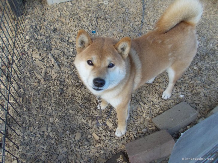 近内　清(こんない　きよし)ブリーダー(福島県・柴犬など・日本犬保存会登録)の紹介写真6