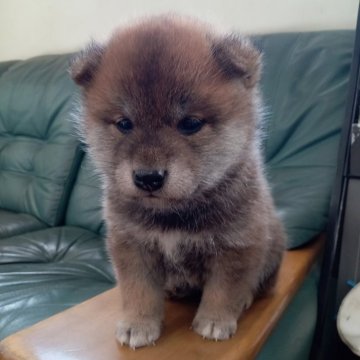 柴犬(標準サイズ)【福島県・男の子・2024年1月20日・赤】の写真「一人子の甘えん坊」