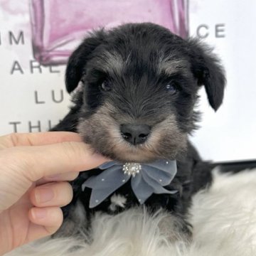 ミニチュアシュナウザー【栃木県・男の子・2025年9月21日・ブラック&シルバー】の写真「定番カラー💖ブラック&シルバー誕生♡✨️」