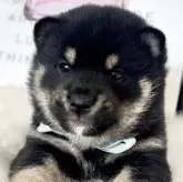 柴犬(標準サイズ)【栃木県・男の子・2024年11月3日・黒】の写真1