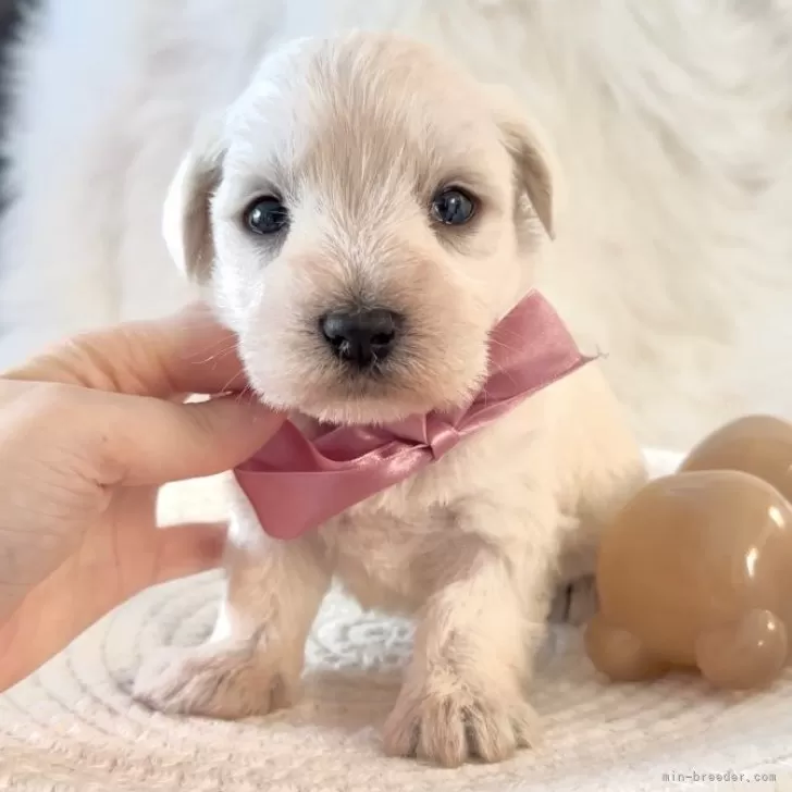 陽子 様のお迎えした子犬