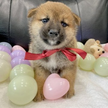 柴犬(標準サイズ)【栃木県・男の子・2023年6月2日・赤】の写真「おっとりマイペースboy🐶💙むっちりちゃん」