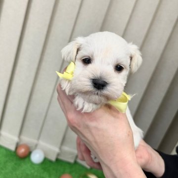 ミニチュアシュナウザー【栃木県・男の子・2023年11月26日・ホワイト】の写真「希少なホワイト🐶誕生‎🤍」