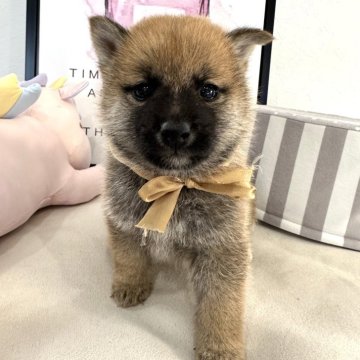 柴犬(標準サイズ)【栃木県・男の子・2024年3月23日・赤】の写真「甘えんぼう男の子🐻‎🤍‎🤍」