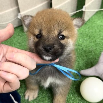 柴犬(標準サイズ)【栃木県・男の子・2023年12月5日・赤】の写真「小さな優しい男の子🩵」