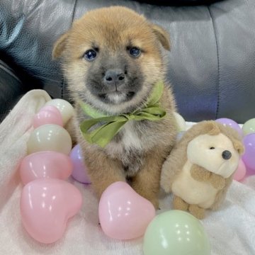 柴犬(標準サイズ)【栃木県・男の子・2023年6月2日・赤】の写真「おっとりマイペースboy🐶✨」