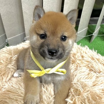 柴犬(標準サイズ)【栃木県・女の子・2023年12月5日・赤】の写真「人懐こい女の子💓‪💓‪」