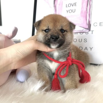 柴犬(標準サイズ)【栃木県・男の子・2024年6月8日・赤】の写真「可愛い柴犬男の子♥️」