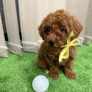 トイプードル(トイ)【栃木県・男の子・2023年9月16日・レッド】の写真「元気いっぱい健康な男の子🐶‎🤍」