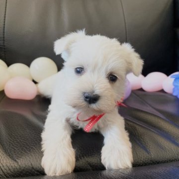 ミニチュアシュナウザー【栃木県・女の子・2023年5月7日・ホワイト】の写真「真っ白のふわふわ🤍わたあめのようなホワシュナちゃん」