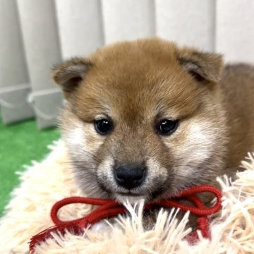 柴犬(標準サイズ)【栃木県・男の子・2023年12月5日・赤】の写真「くまさんみたいなおっとりくん💓‪」