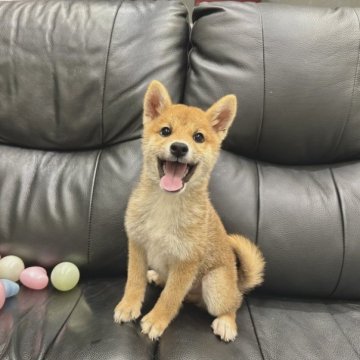 柴犬(標準サイズ)【栃木県・男の子・2023年6月2日・赤】の写真「9月中のご予約・ご成約で10％off🐶」