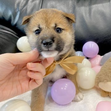 柴犬(標準サイズ)【栃木県・女の子・2023年6月2日・赤】の写真「おめめくりくり💖兄弟唯一の女の子」