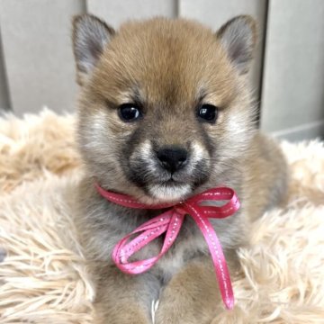 柴犬(標準サイズ)【栃木県・女の子・2023年12月5日・赤】の写真「おめめパッチリ女の子💓‪」