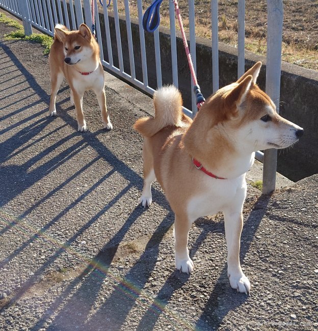 前田　早苗(まえだ　さなえ)ブリーダー(大阪府・柴犬など・JKC/日本犬保存会登録)の紹介写真2