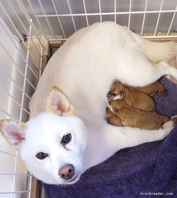 前田　早苗(まえだ　さなえ)ブリーダー(大阪府・柴犬など・JKC/日本犬保存会登録)の紹介写真3