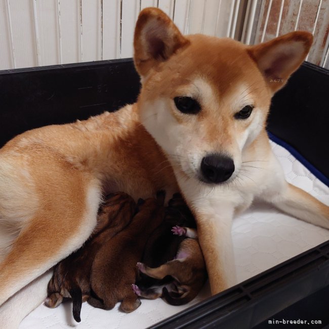 前田早苗ブリーダーのブログ：柴犬の子犬生まれました。