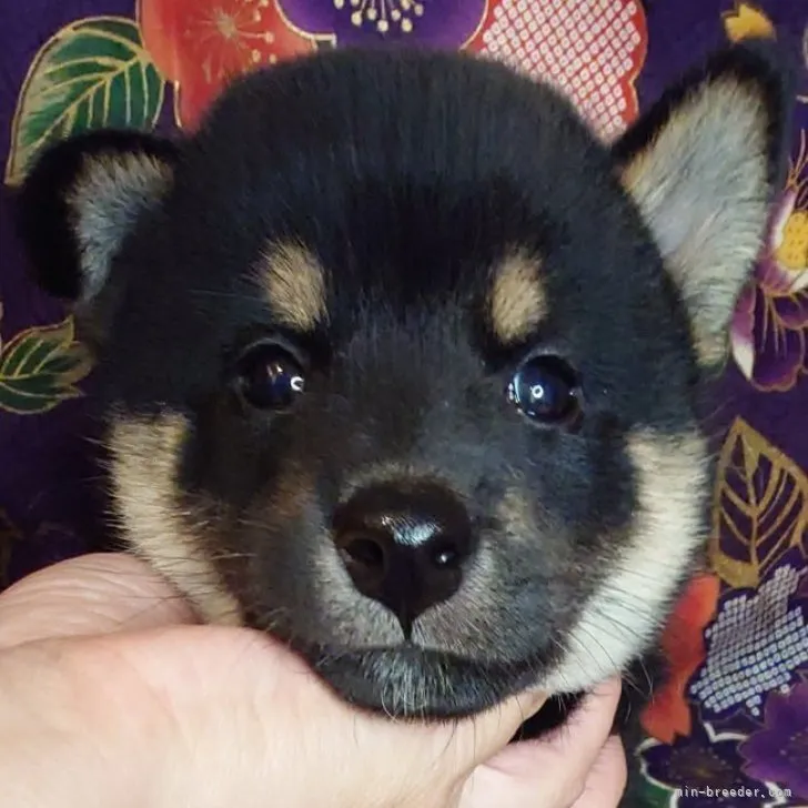 ぷりん 様のお迎えした子犬