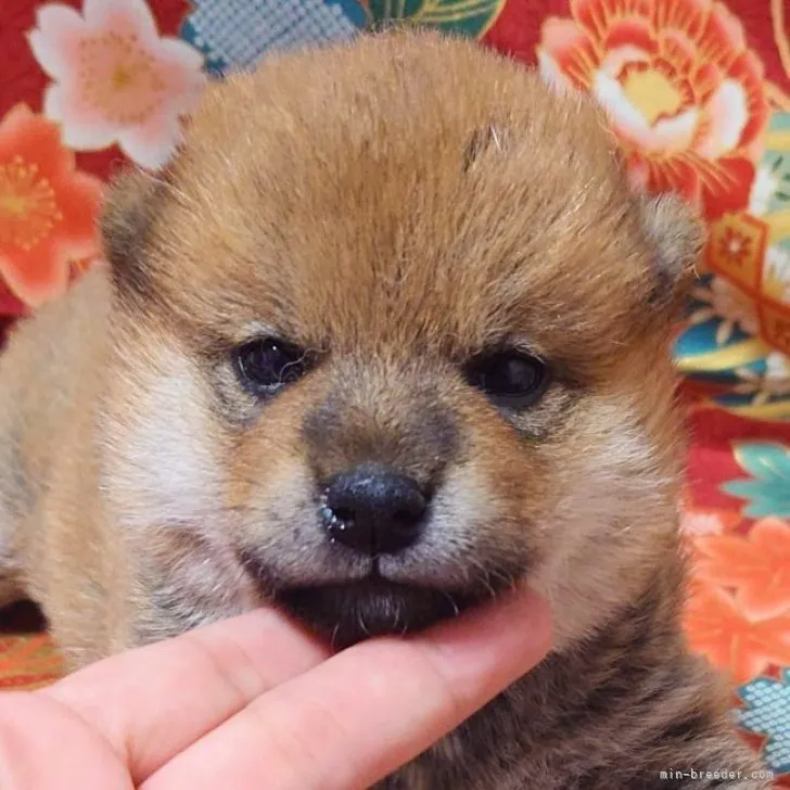 ♡ふくふく♡ 様のお迎えした子犬