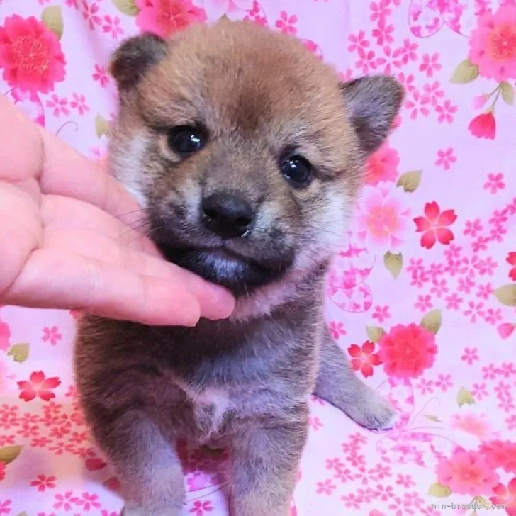 MG 様のお迎えした子犬