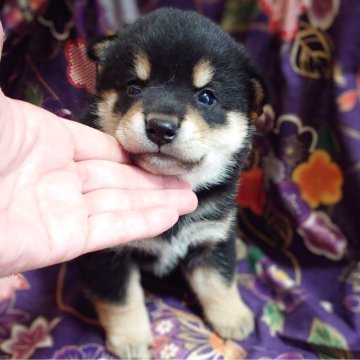 柴犬(標準サイズ)【大阪府・男の子・2024年7月30日・黒】の写真「優秀血統お顔可愛い黒の男の子🩵」