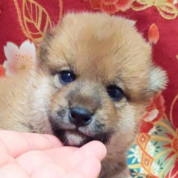 柴犬(標準サイズ)【大阪府・男の子・2023年5月9日・赤】の写真「優秀血統の毛色とても綺麗ハイグレード柴犬」