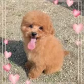 タイニープードル