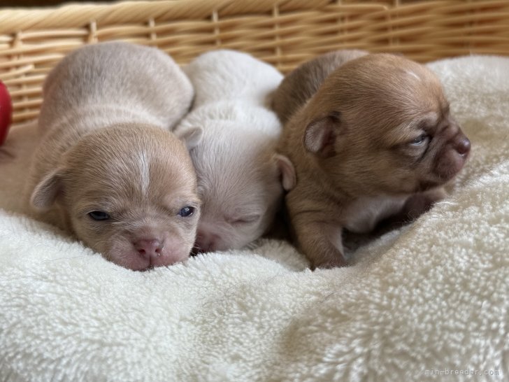 大山まなみブリーダーのブログ：可愛いすぎるチワワベビー🐶目が開きました🩷