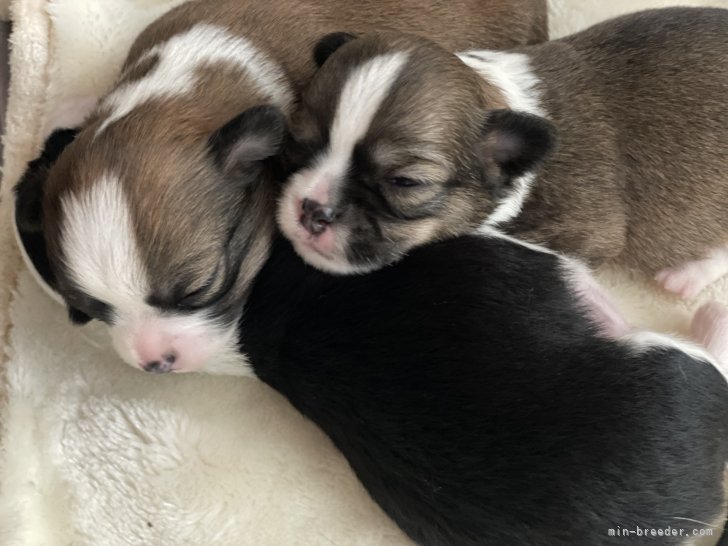 大山まなみブリーダーのブログ：チワワベビー✨開眼🐶💕かわいー😍