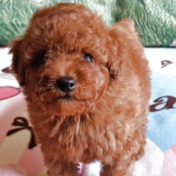 トイプードル(トイ)【愛知県・男の子・2025年3月2日・レッド】の写真「濃い目の綺麗な可愛い兄妹が誕生しました。」