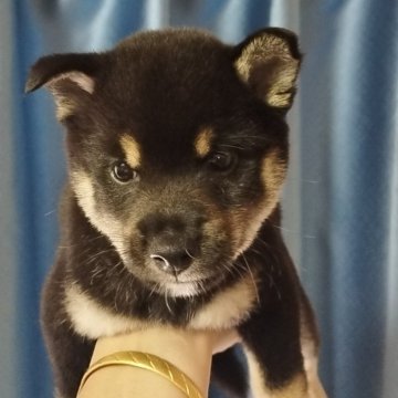 柴犬(豆柴)【三重県・男の子・2023年6月10日・黑柴】の写真「可愛い子」