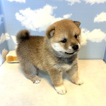 柴犬(豆柴)【香川県・男の子・2025年9月5日・赤】の写真「口角の上がった綺麗な茶柴くん😍」