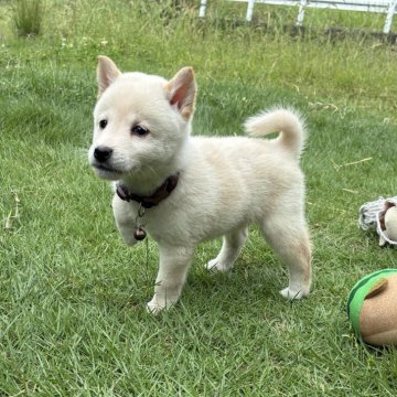 柴犬(豆柴)【香川県・男の子・2025年8月6日・白】の写真「小柄な白柴くん🤎
最終お値下げ!」
