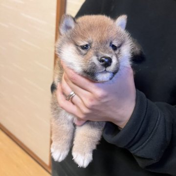 柴犬(豆柴)【香川県・男の子・2024年12月30日・赤】の写真「わんぱく豆柴くん🦴」