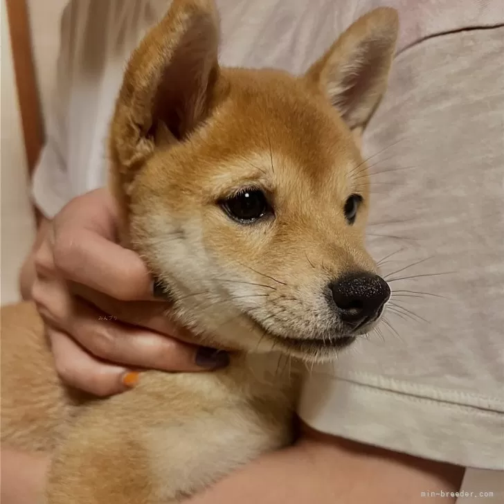 K.S 様のお迎えした子犬