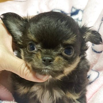 チワワ(ロング)【広島県・男の子・2025年3月7日・ブラックタン】の写真「小ぶりなおっとりなBOY♡」