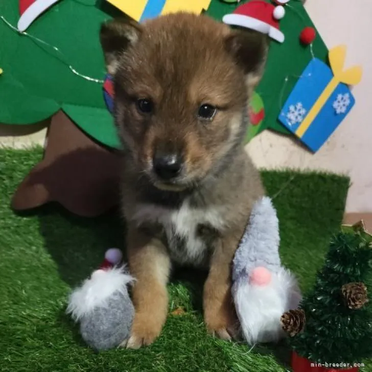 四国犬【岡山県・男の子・2022年11月5日・胡麻】の写真1「少し緊張ぎみ🤏🏼😗」