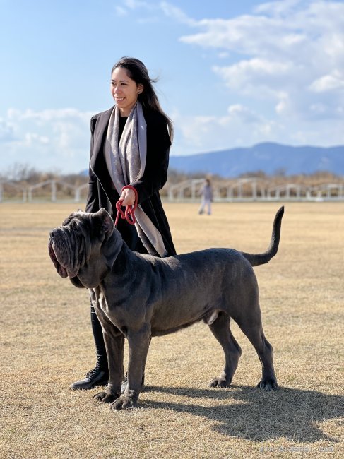 斉藤　ビアンカ バネスカ(さいとう　びあんか ばねすか)ブリーダー(愛知県・柴犬など・JKC/KC登録)の紹介写真2